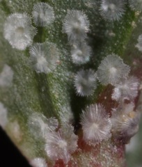 Malvella sagittifolia