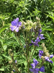 Polemonium caeruleum