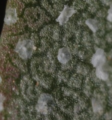 Malvella sagittifolia