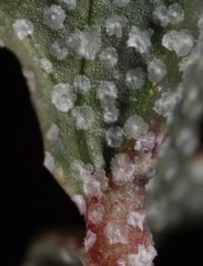 Malvella sagittifolia