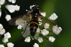 Meligramma cingulata