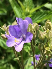 Polemonium caeruleum