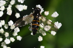 Meligramma cingulata