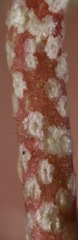Malvella sagittifolia