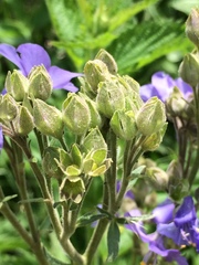 Polemonium caeruleum