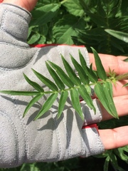 Polemonium caeruleum