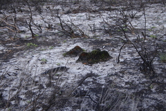 Staberoha distachyos