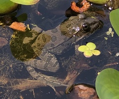 Pelophylax