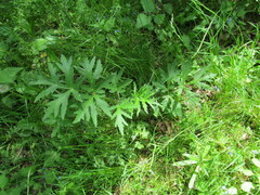 Heracleum sphondylium sibiricum