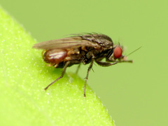 Leptocera