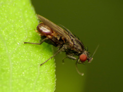 Leptocera