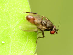 Leptocera