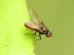 Leptocera
