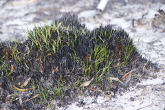 Staberoha distachyos