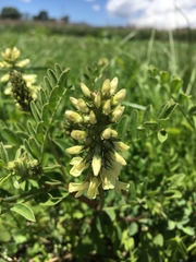 Astragalus strigulosus