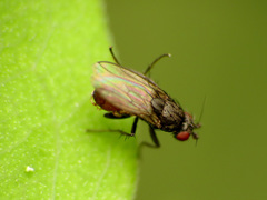 Leptocera