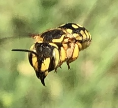 Anthidium loti