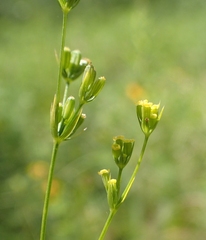 Bupleurum gerardi
