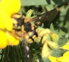 Anthidium loti
