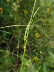 Bupleurum gerardi