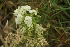 Visnaga daucoides