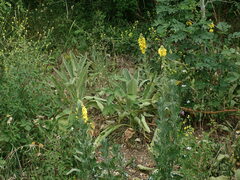 Verbascum densiflorum