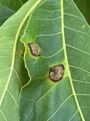 Phylloxera notabilis