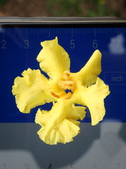 Verbascum densiflorum