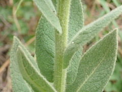 Verbascum densiflorum