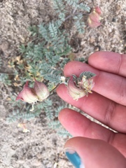 Astragalus monoensis