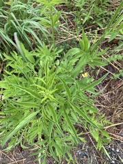 Sambucus ebulus