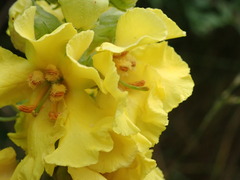 Verbascum densiflorum