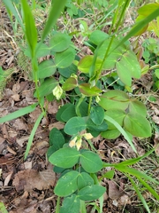 Lathyrus ochroleucus