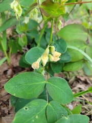 Lathyrus ochroleucus