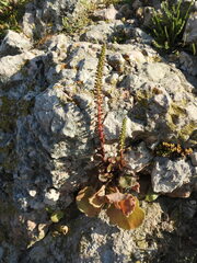 Umbilicus horizontalis