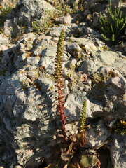 Umbilicus horizontalis