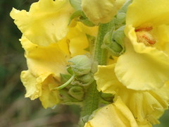 Verbascum densiflorum