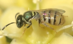 Nomioides facilis