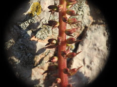 Umbilicus horizontalis