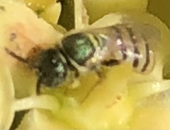 Nomioides facilis