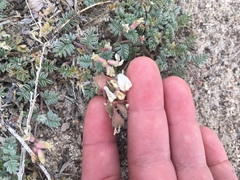 Astragalus monoensis