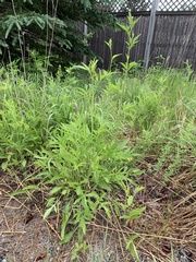 Sambucus ebulus