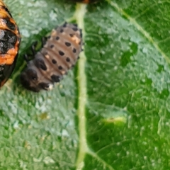 Adalia bipunctata