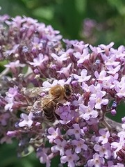 Apis mellifera