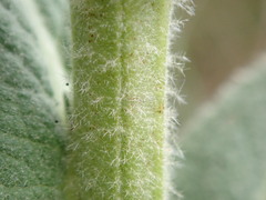 Verbascum densiflorum