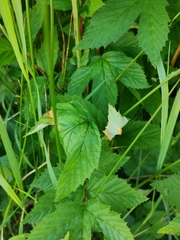 Triphragmium ulmariae