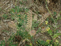 Lepidium heterophyllum