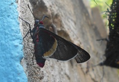 Mysoria barcastus
