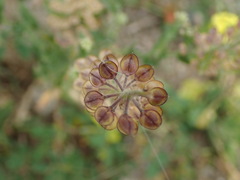 Lepidium heterophyllum