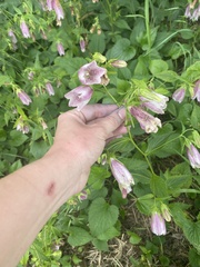 Campanula punctata